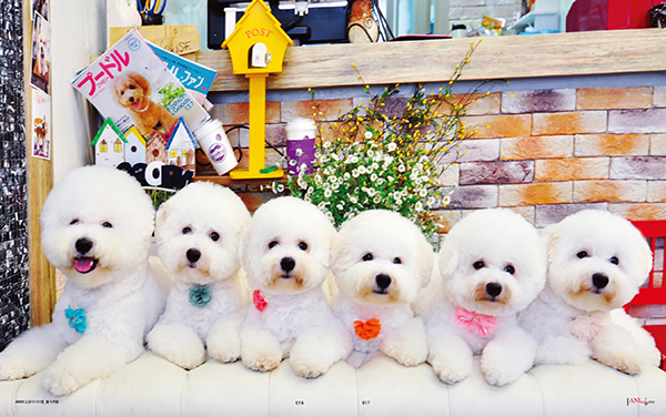 BICHON FRISE STYLE