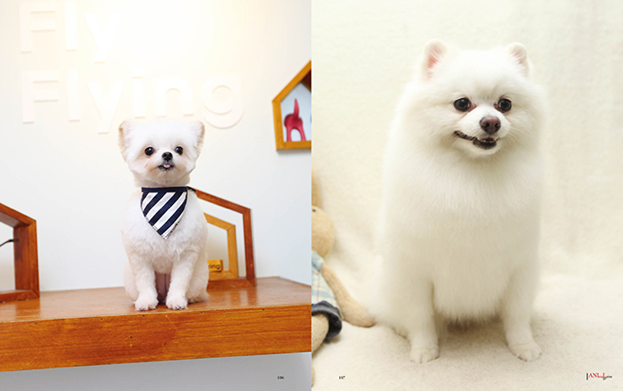 Pomeranian Style